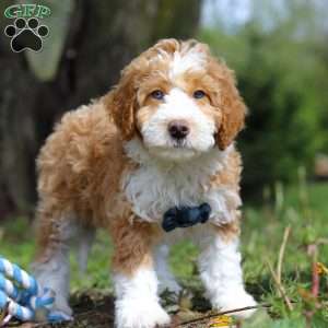 Chance, Mini Bernedoodle Puppy
